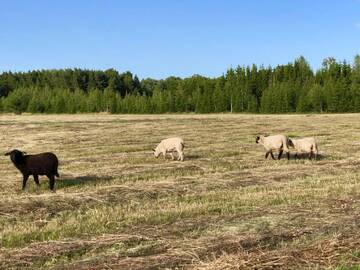 Фото номера Дом для отпуска Дома для отпуска Meresassi г. Hiiumaa 28